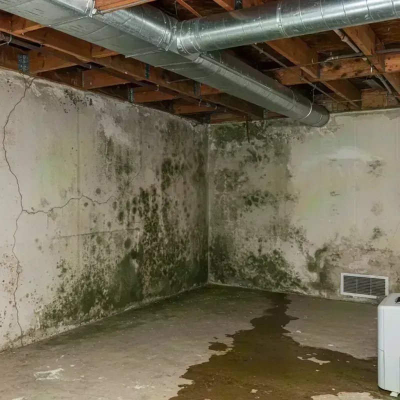 Professional Mold Removal in Saint Michael, MN